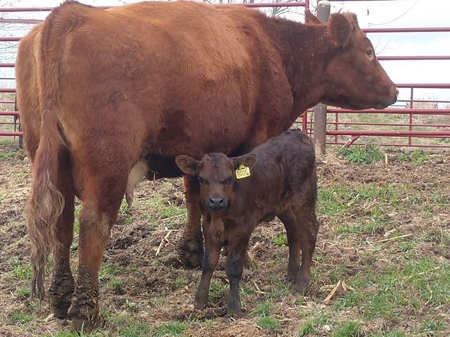 New calf